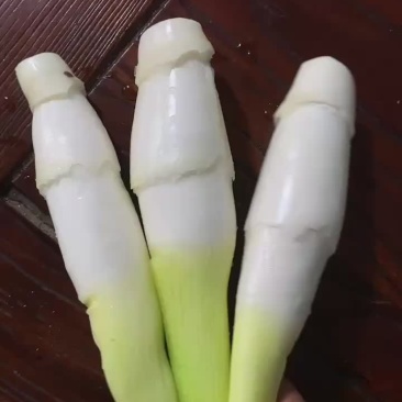 精品茭白