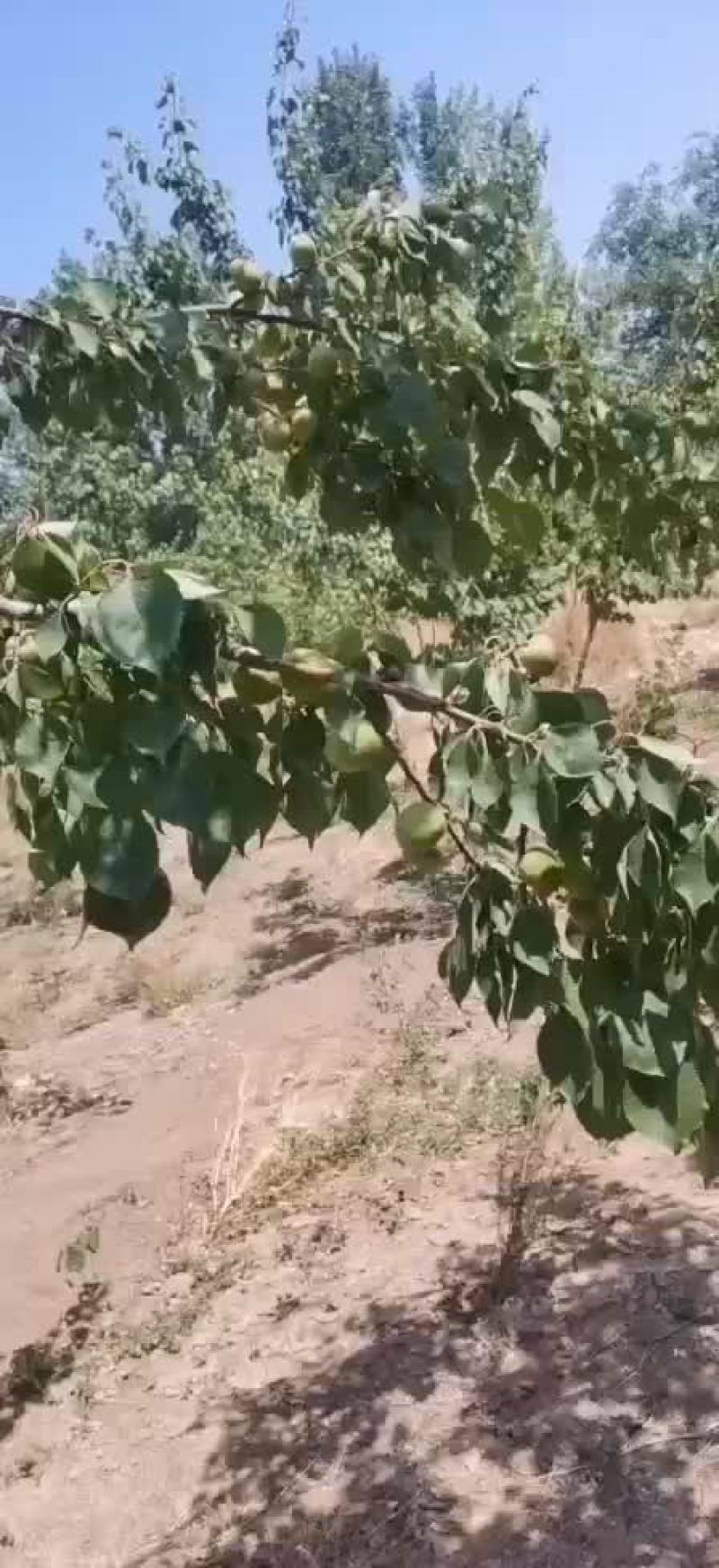 百亩杏园