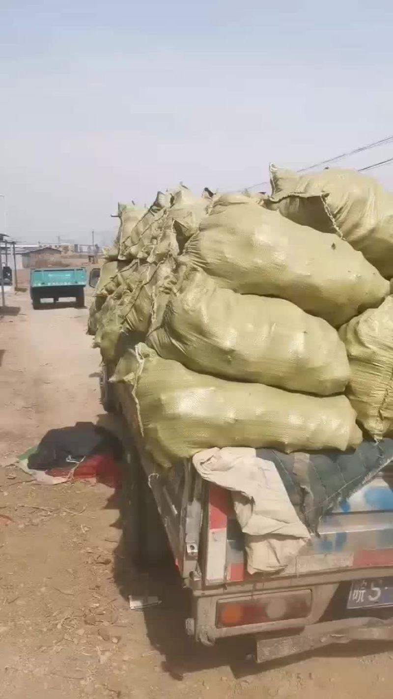 原种红薯秧