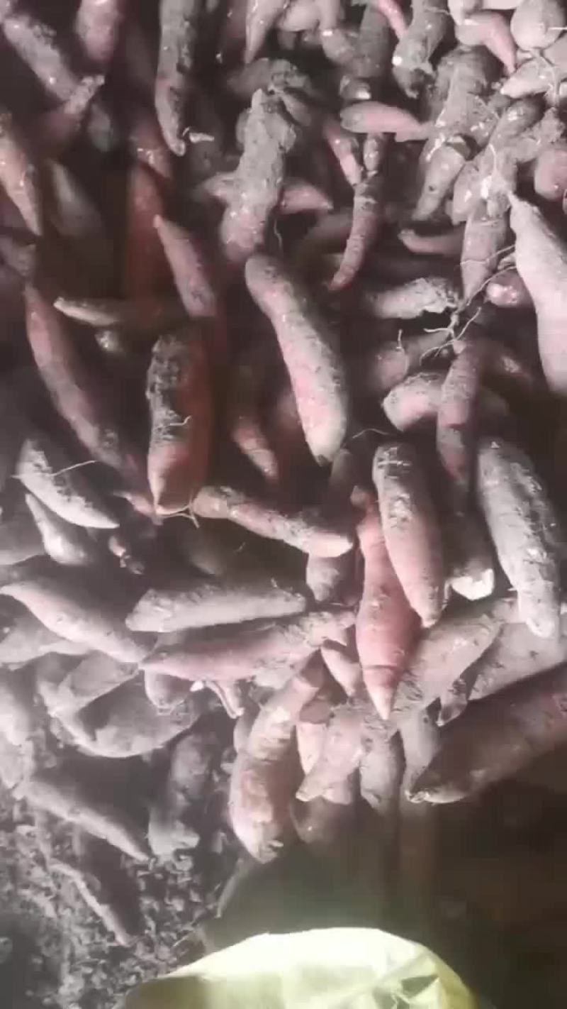 原种红薯秧