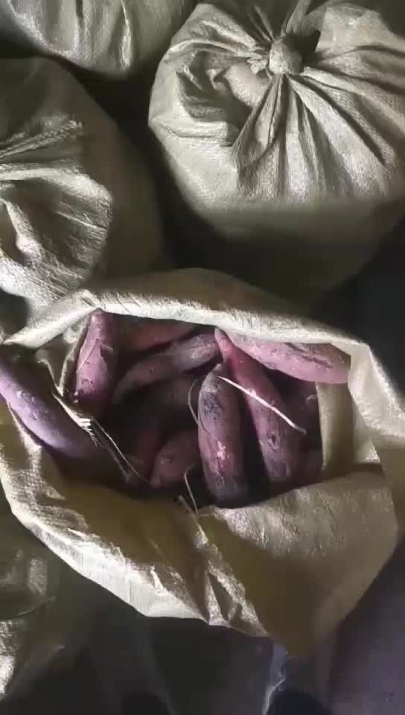 原种红薯秧