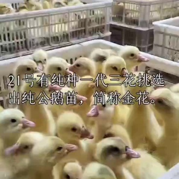 精品一代纯三花、简称金花
