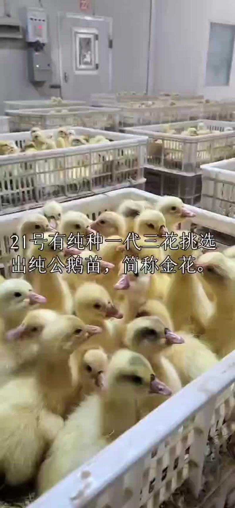 精品一代纯三花、简称金花