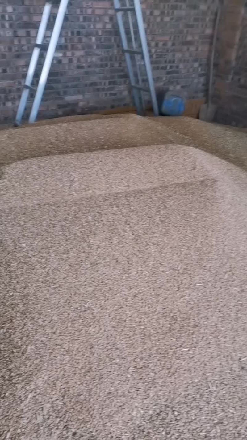 小麦