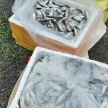 清水养殖全红马口鱼