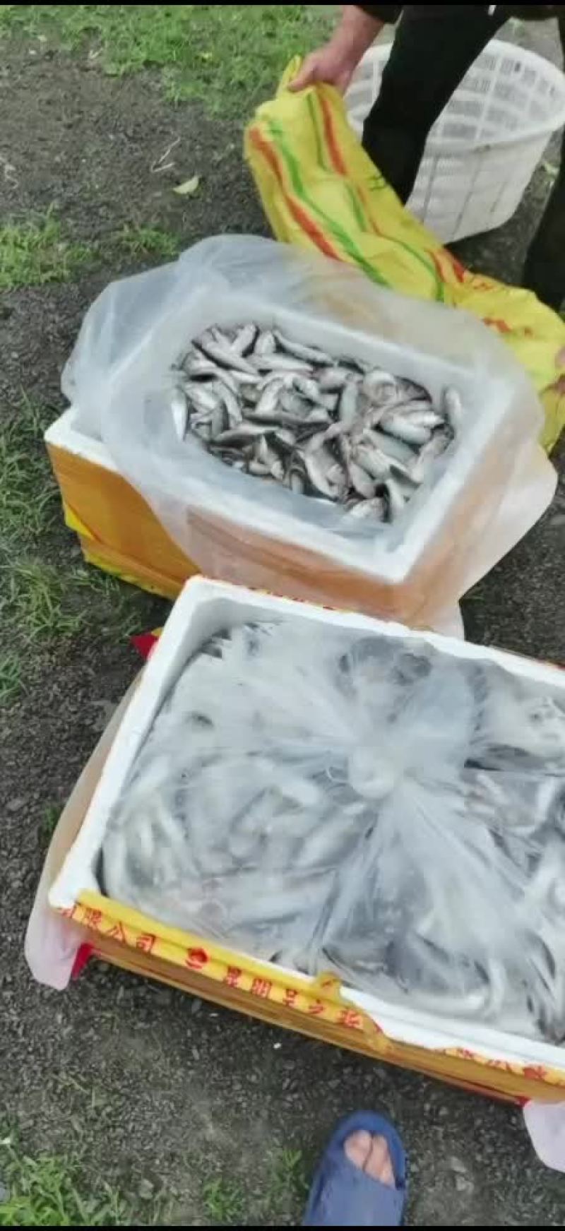 清水养殖全红马口鱼