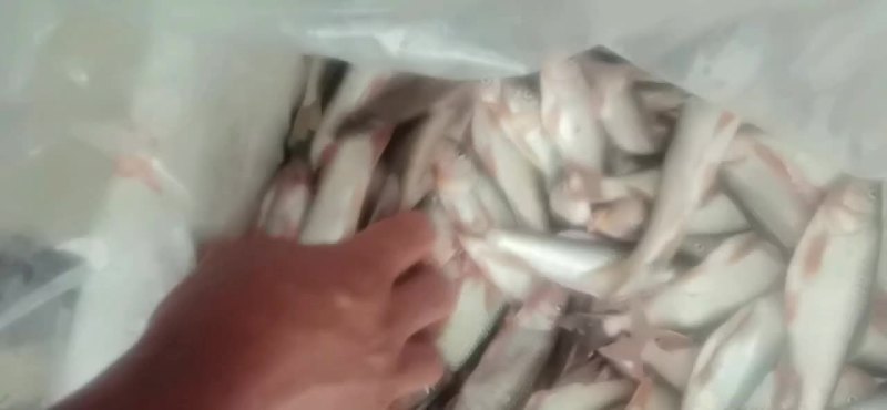 清水养殖全红马口鱼