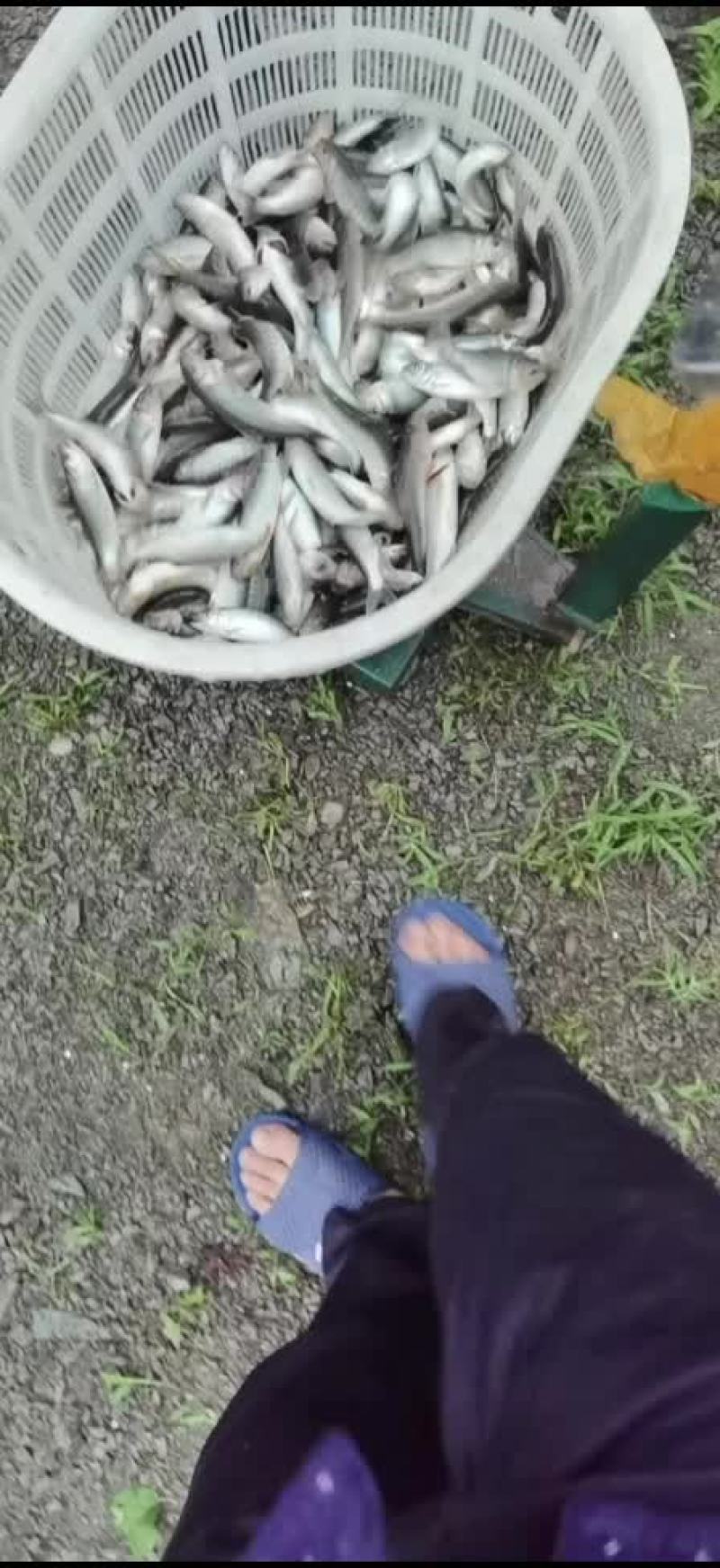 清水养殖全红马口鱼
