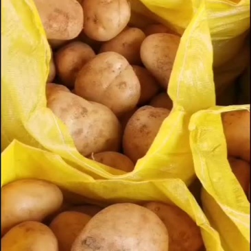 云南文山基地丽薯大量上市