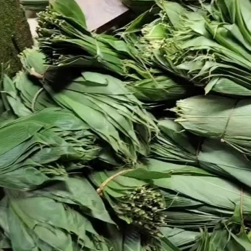 新鲜粽子叶