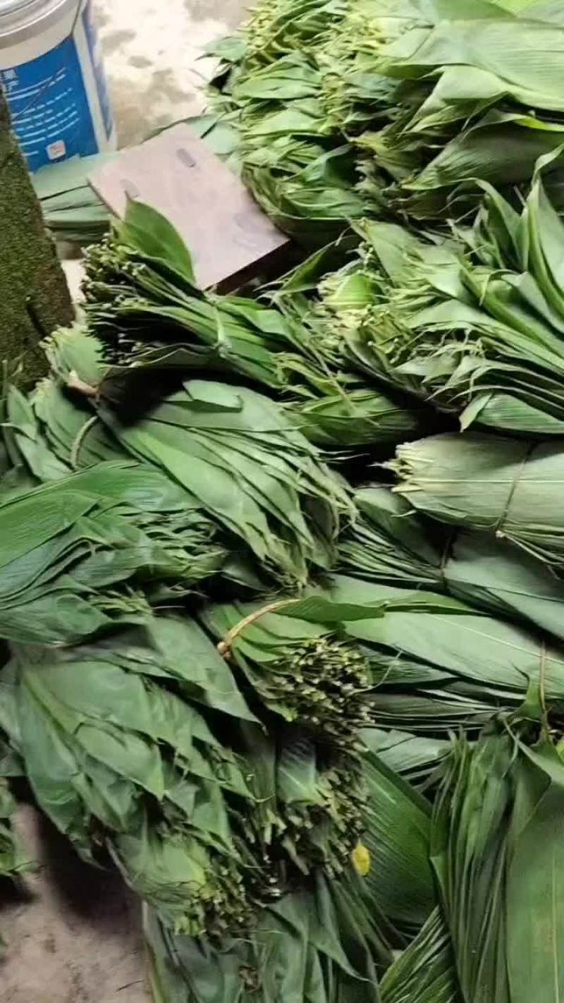 新鲜粽子叶