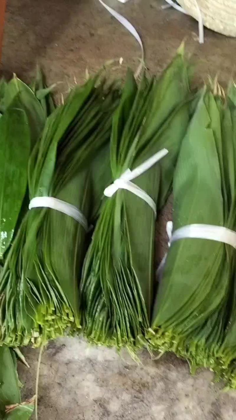 新鲜粽子叶