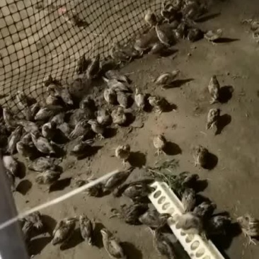 自家养的鹌鹑可做各种食材需要的老板联系。