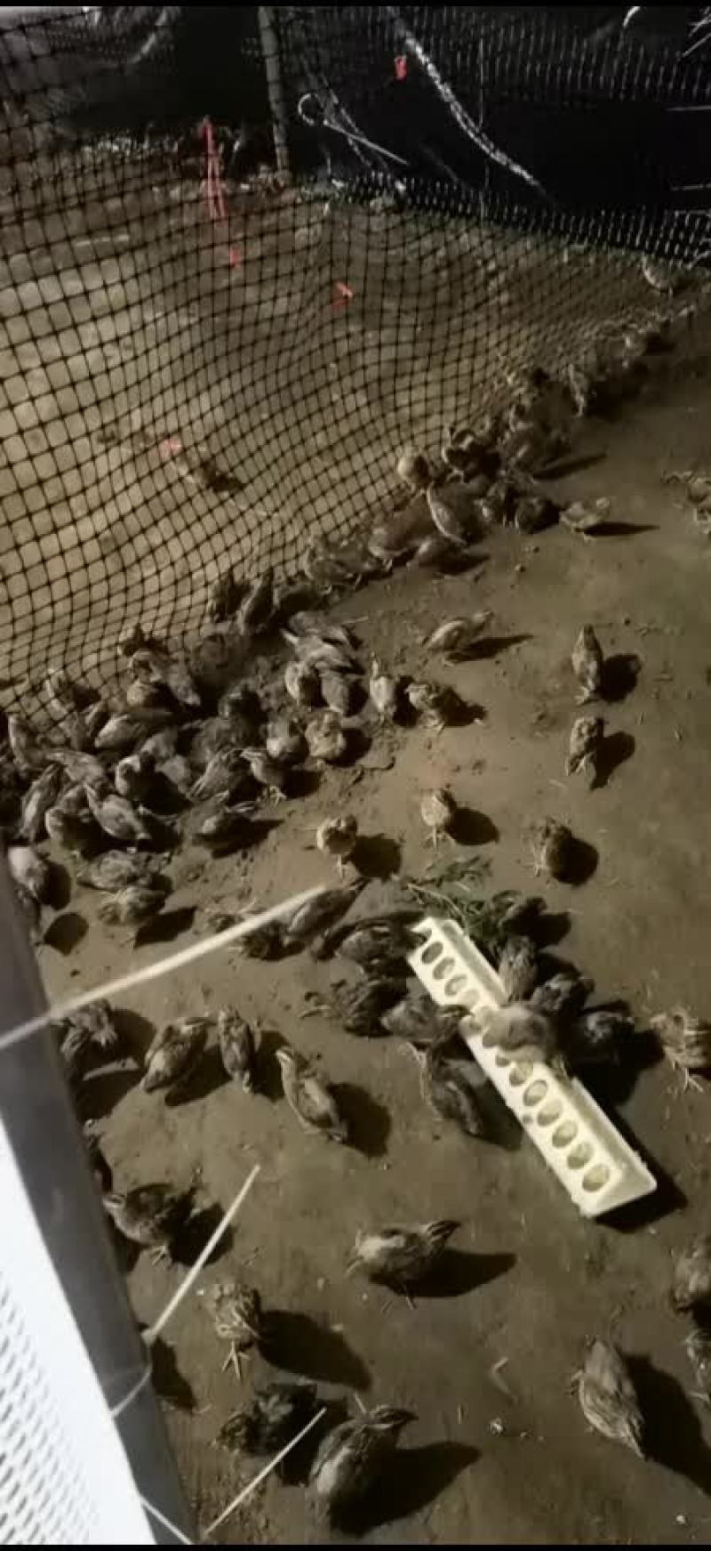 自家养的鹌鹑可做各种食材需要的老板联系。