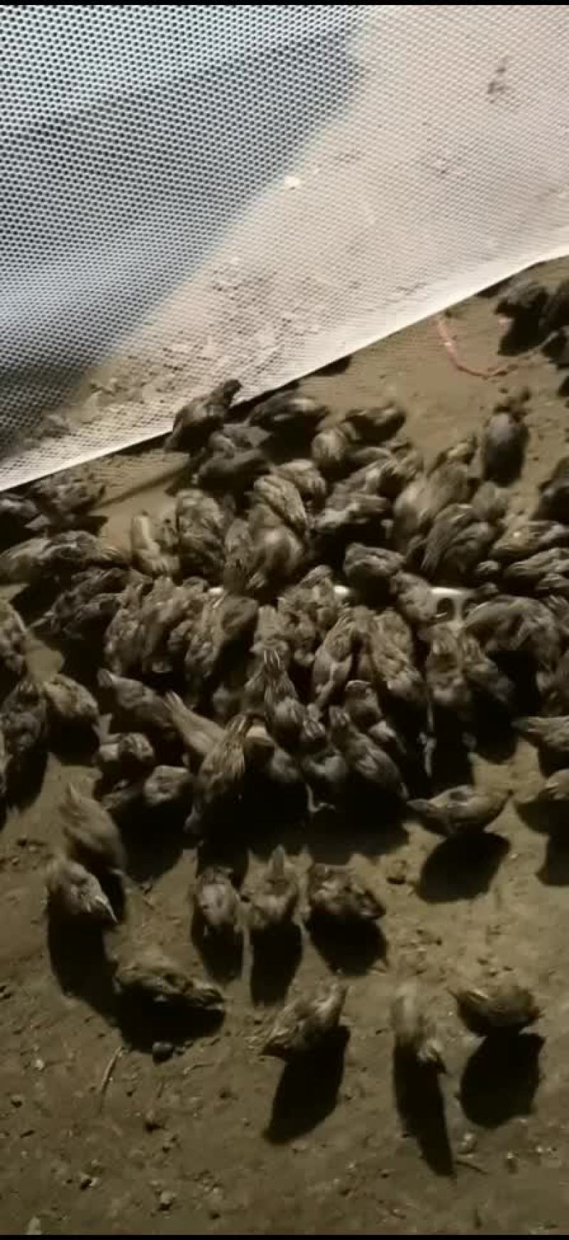 自家养的鹌鹑可做各种食材需要的老板联系。