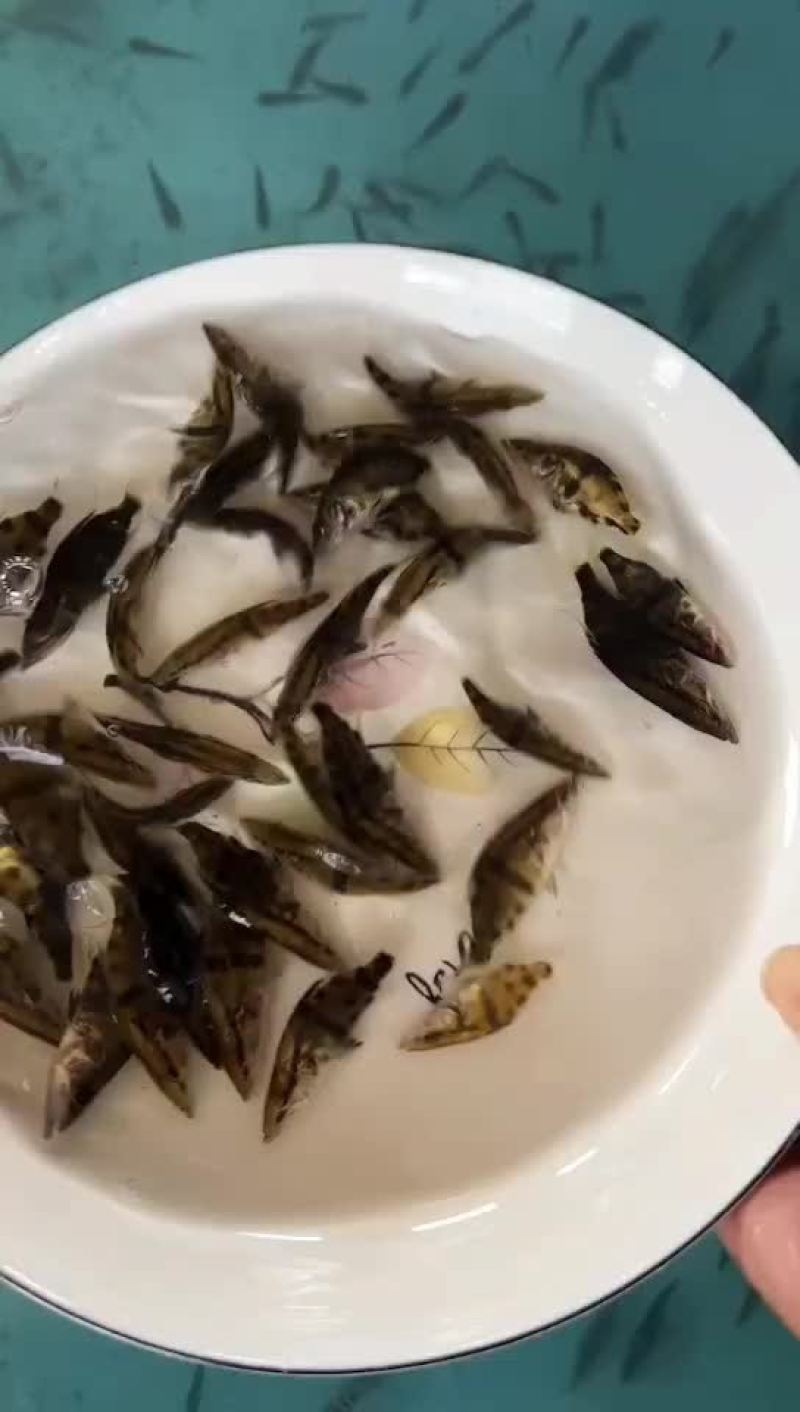 （鳜鱼）