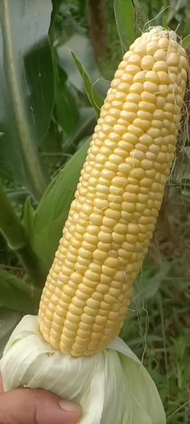 水果玉米