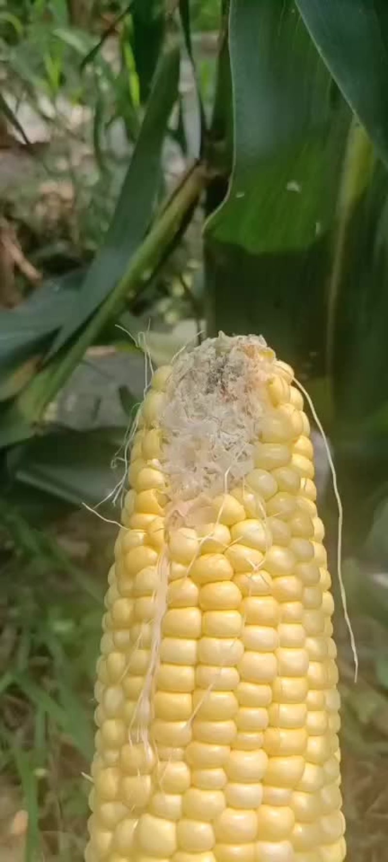 水果玉米