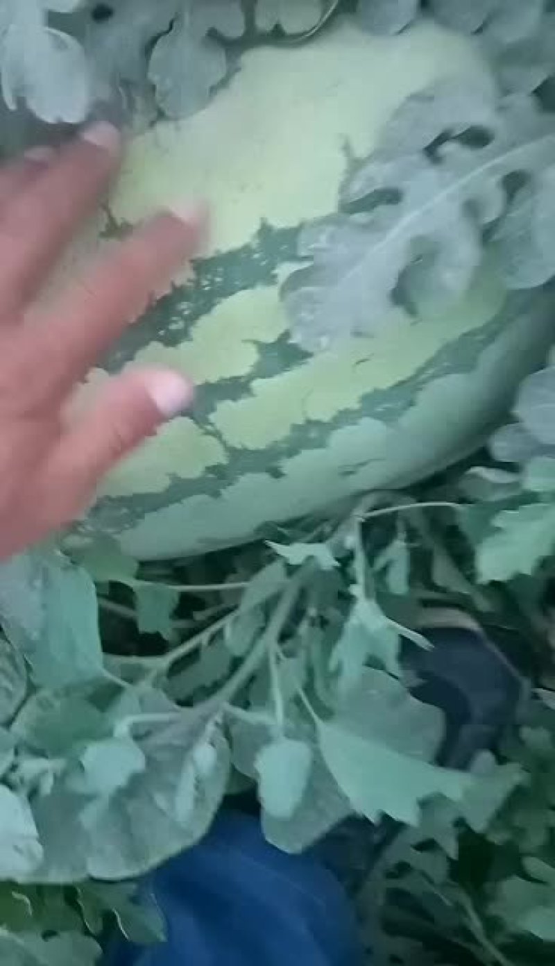 金城5号