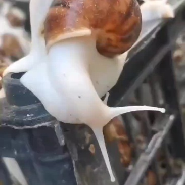 产地直销白玉蜗牛