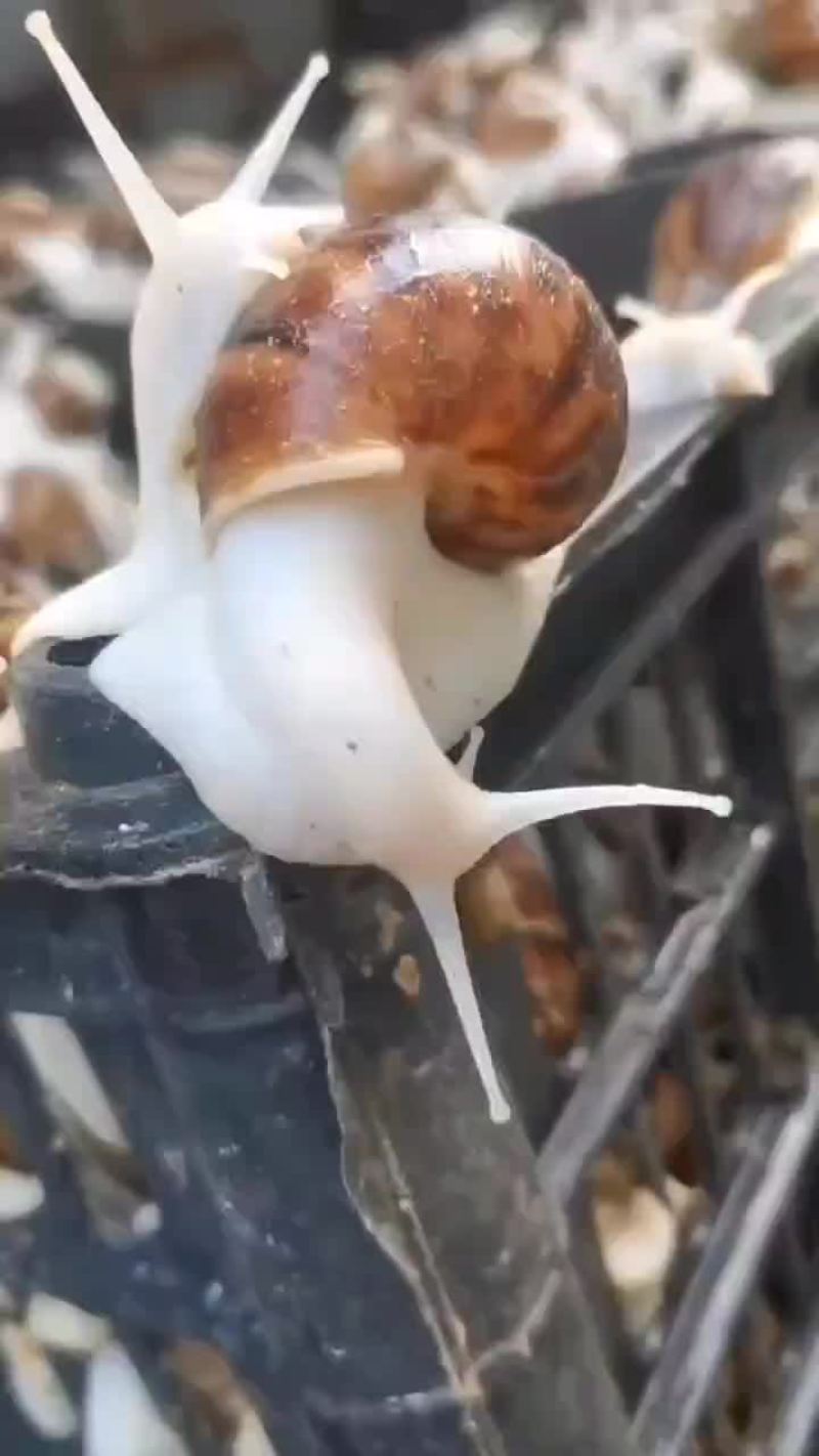 产地直销白玉蜗牛