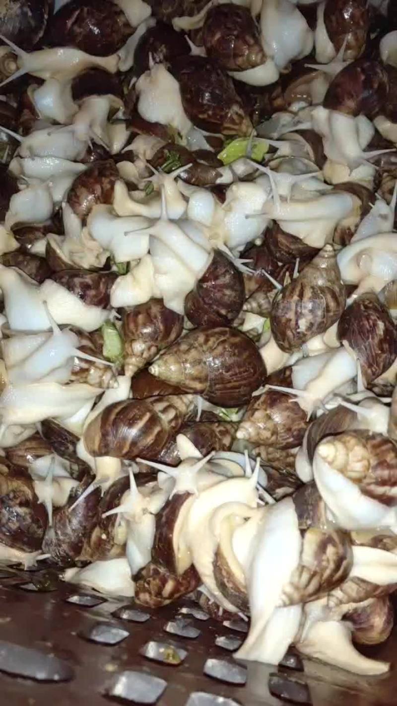 产地直销白玉蜗牛