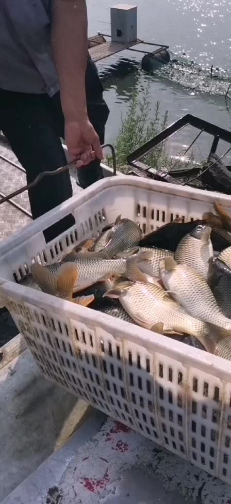 合阳原塘鲤鱼