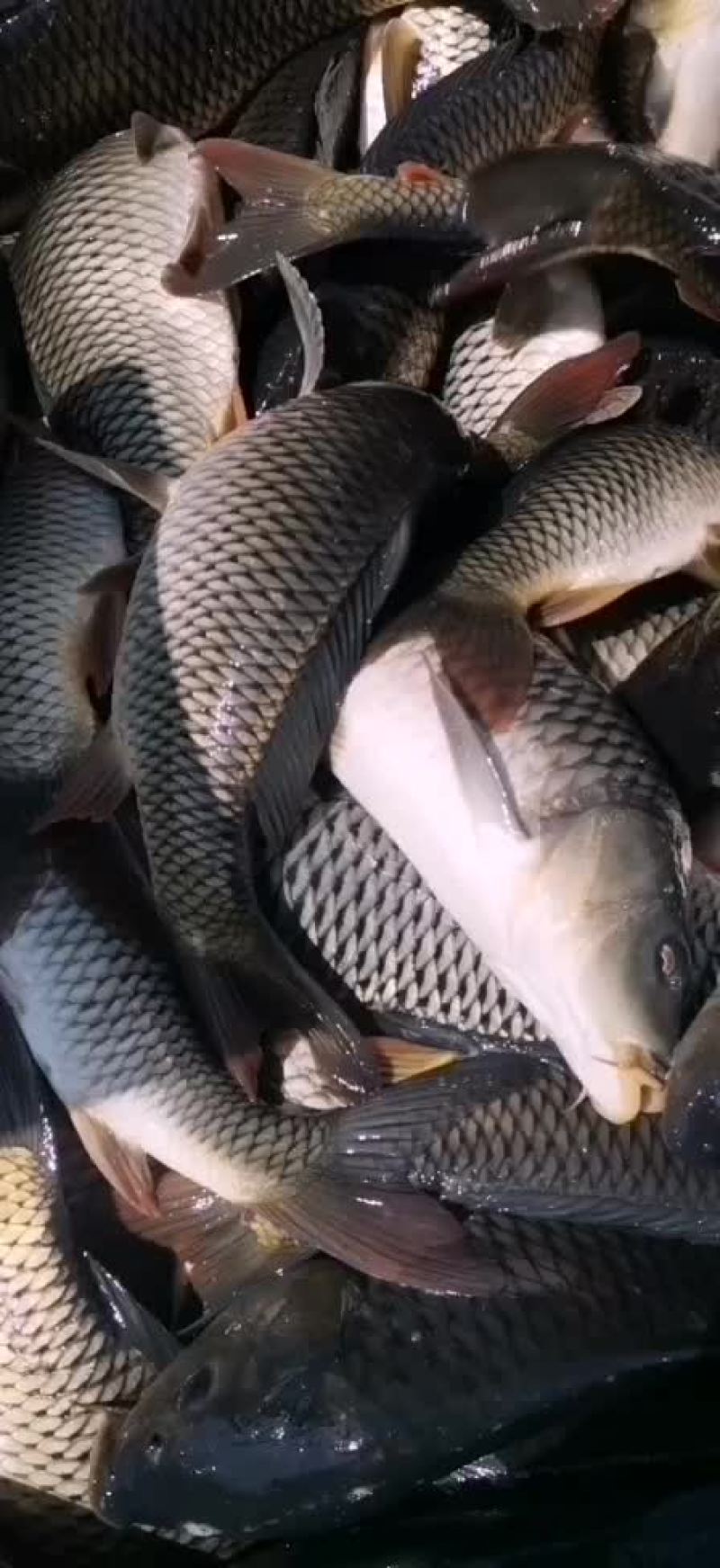 合阳原塘鲤鱼