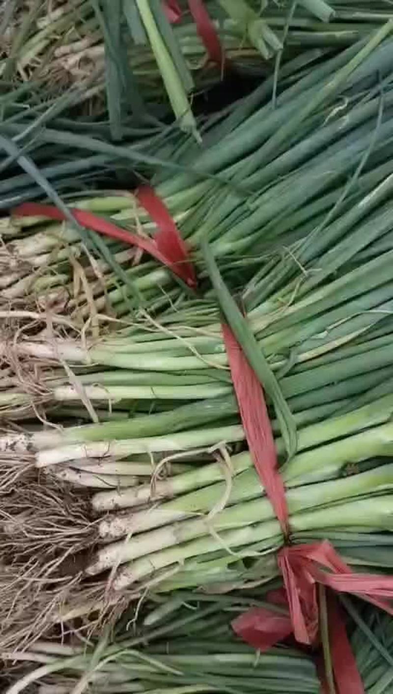 6月5号，葱苗基地继续发货，