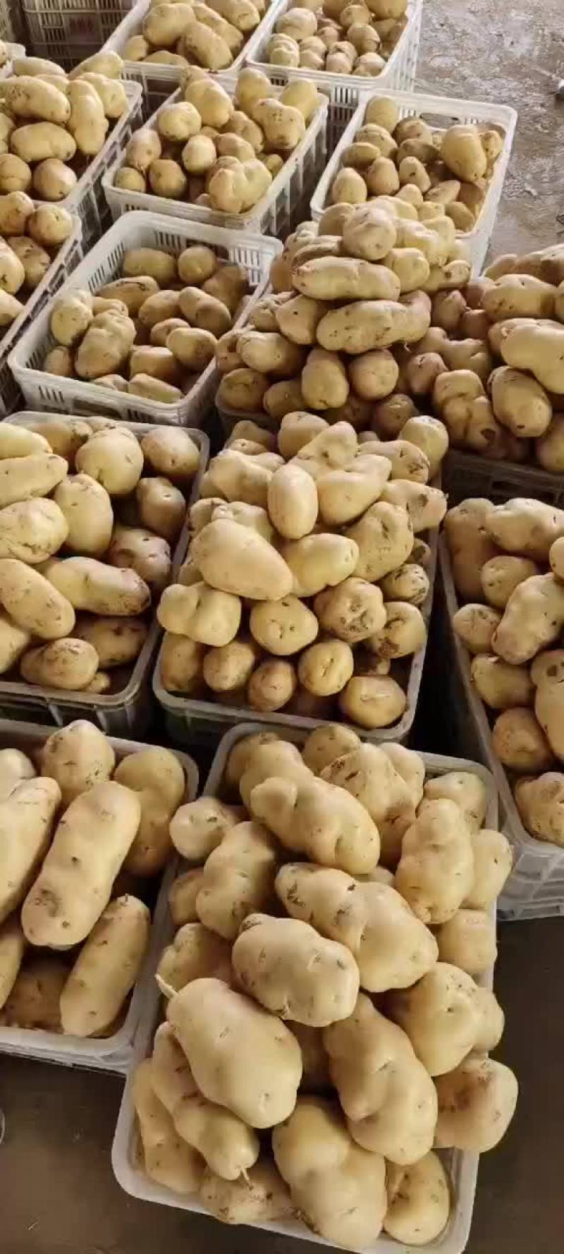 精品黄心土豆
