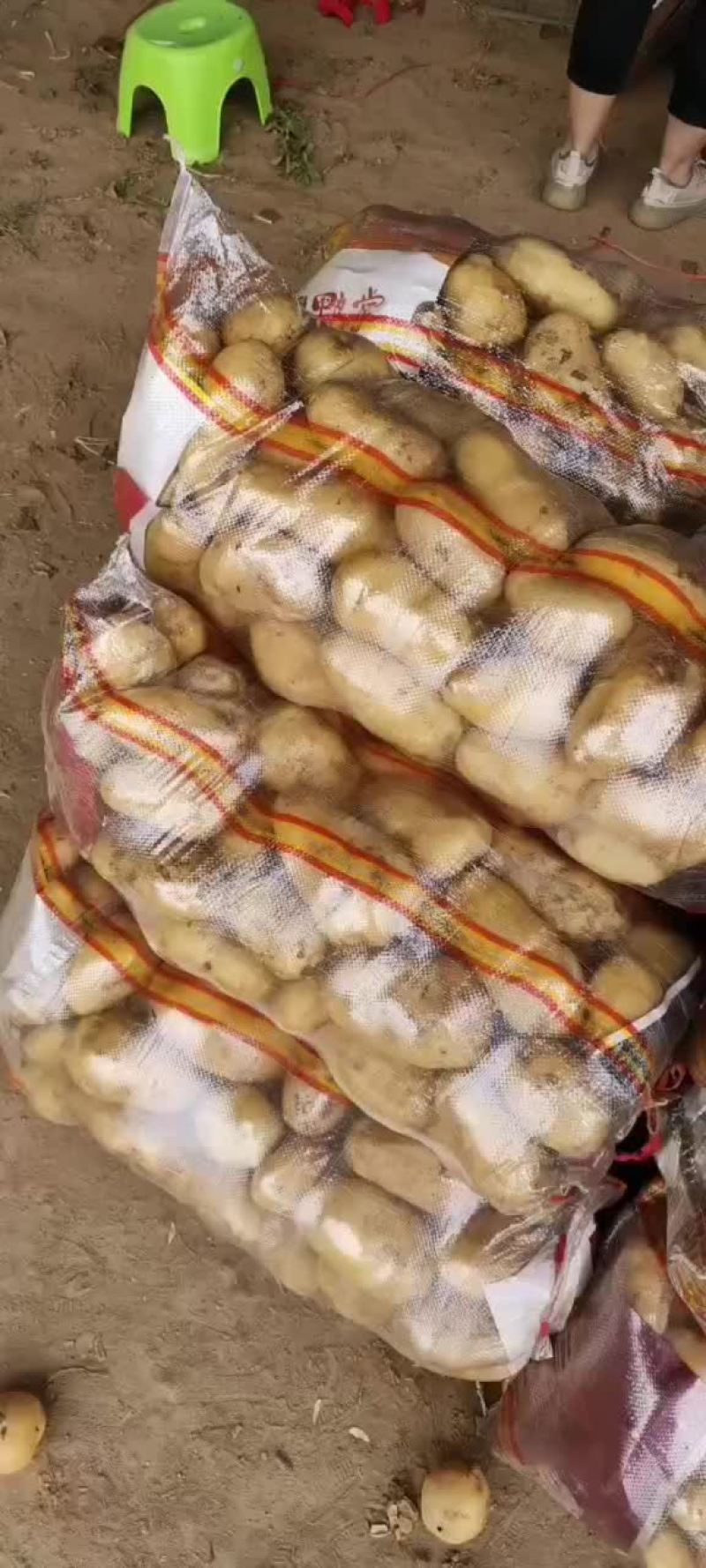 精品黄心土豆