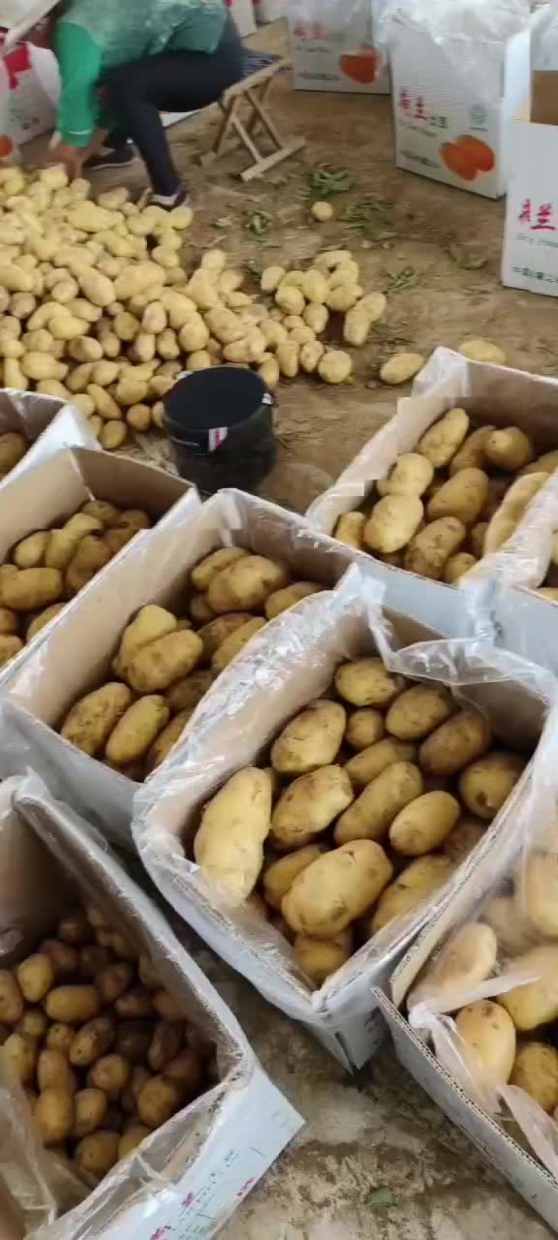 精品黄心土豆