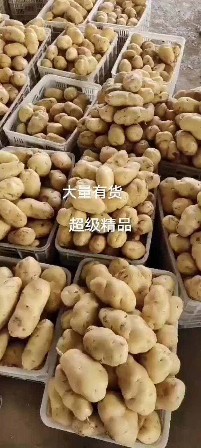 精品黄心土豆