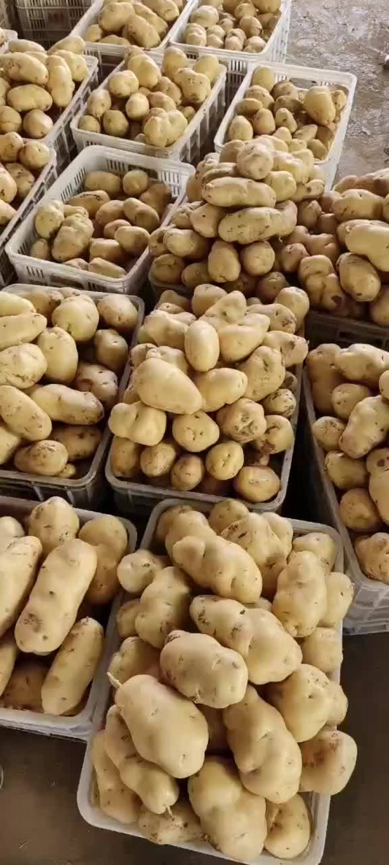 精品黄心土豆