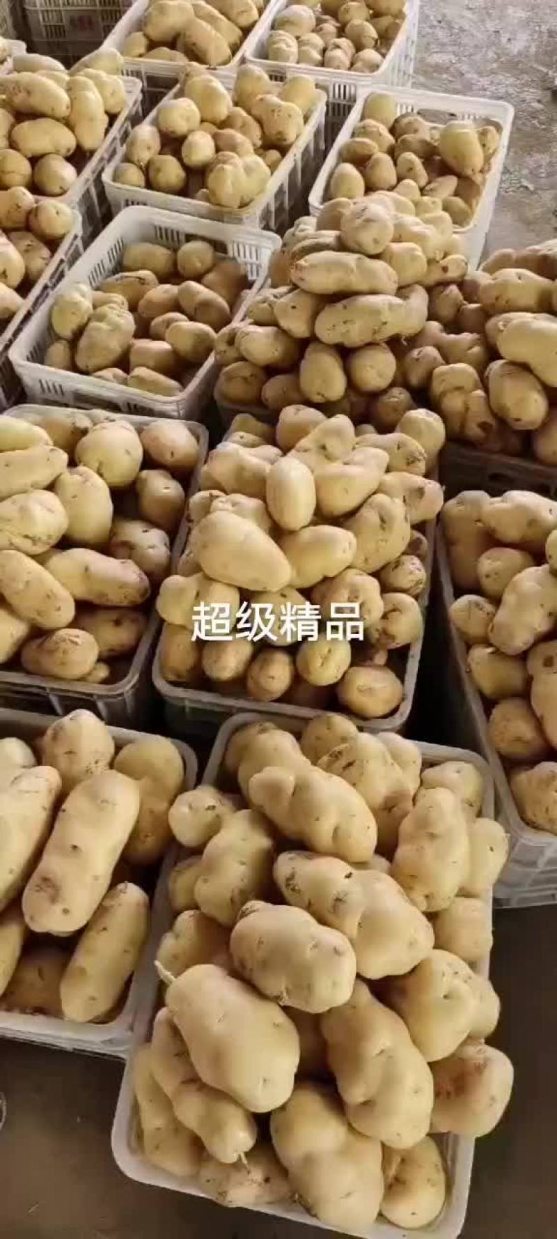 精品黄心土豆