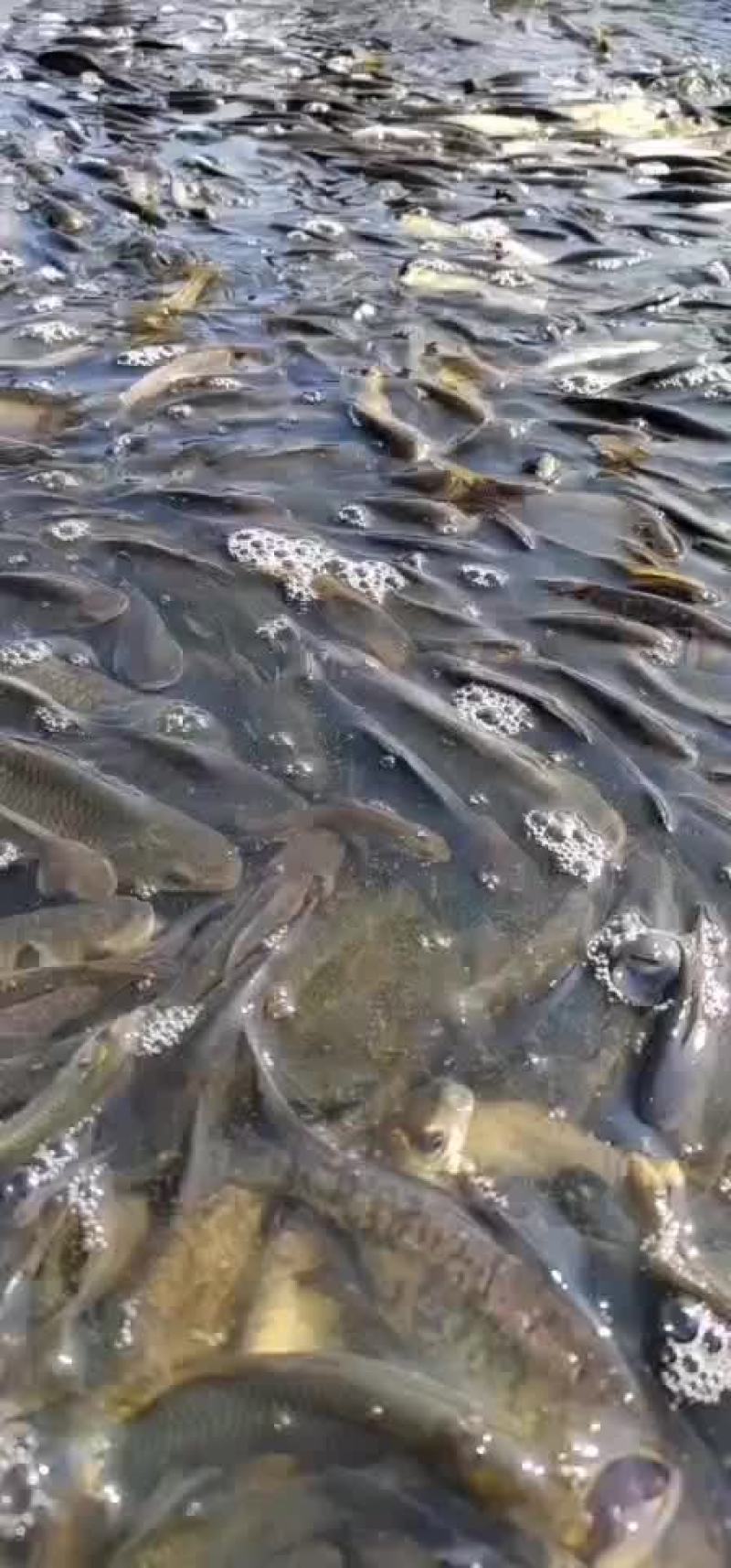 鲢鳙鱼