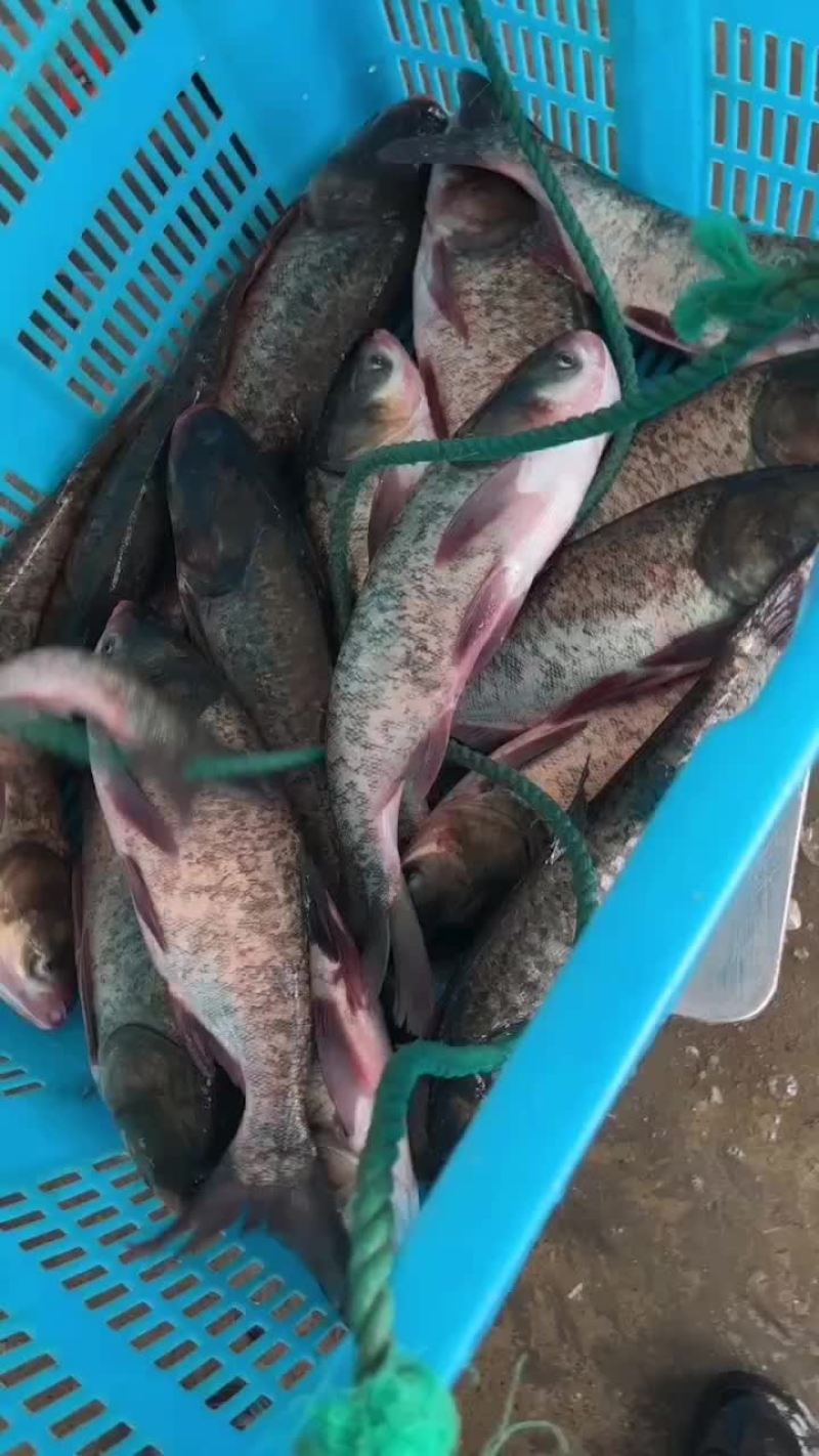 鲢鳙鱼