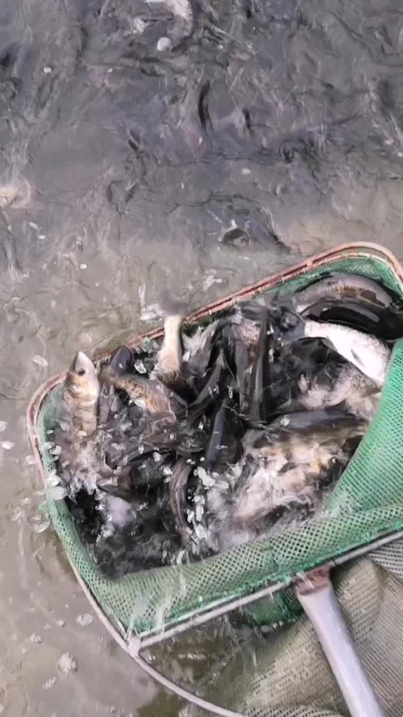 鲢鳙鱼