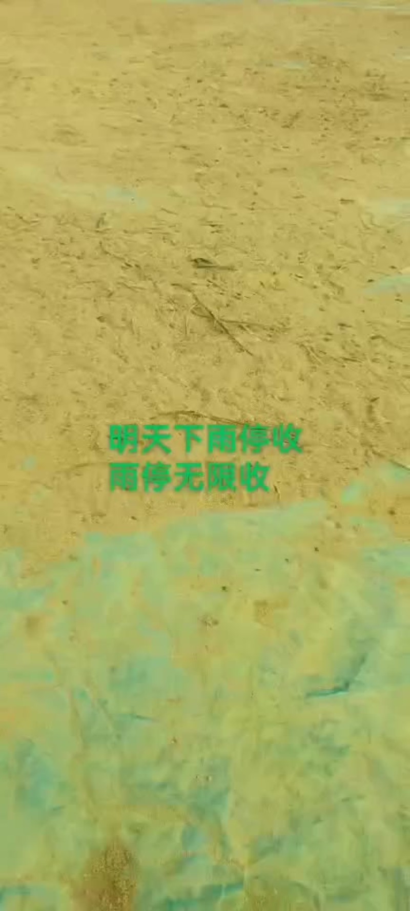 蒲黄，蒲黄粉，代收。