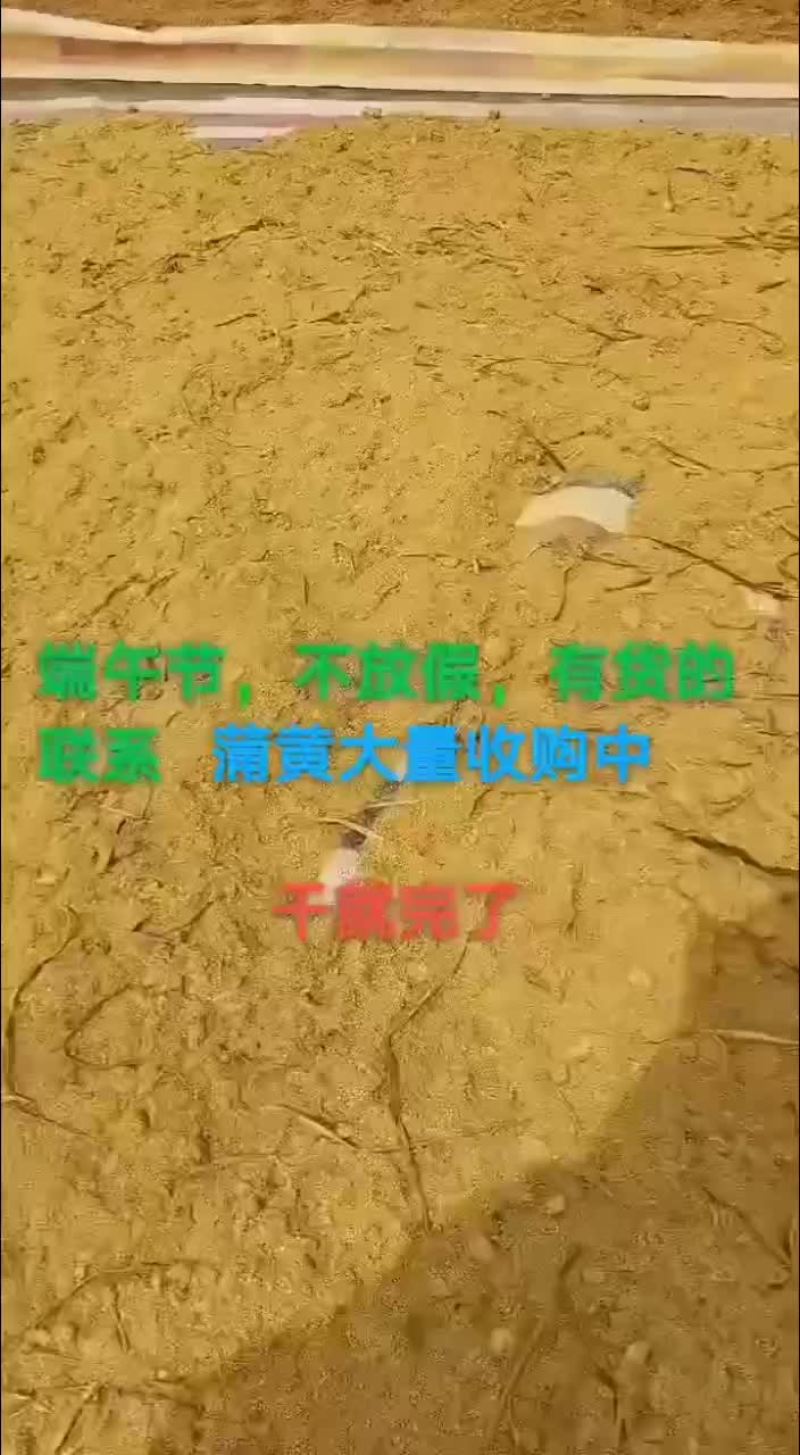 蒲黄，蒲黄粉，代收。