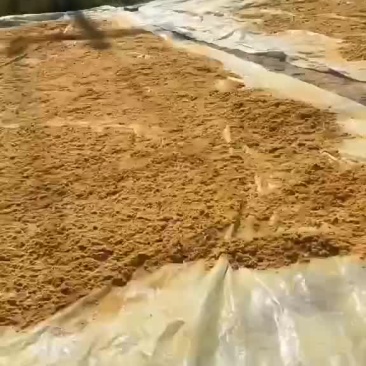 蒲黄，蒲黄粉，代收。