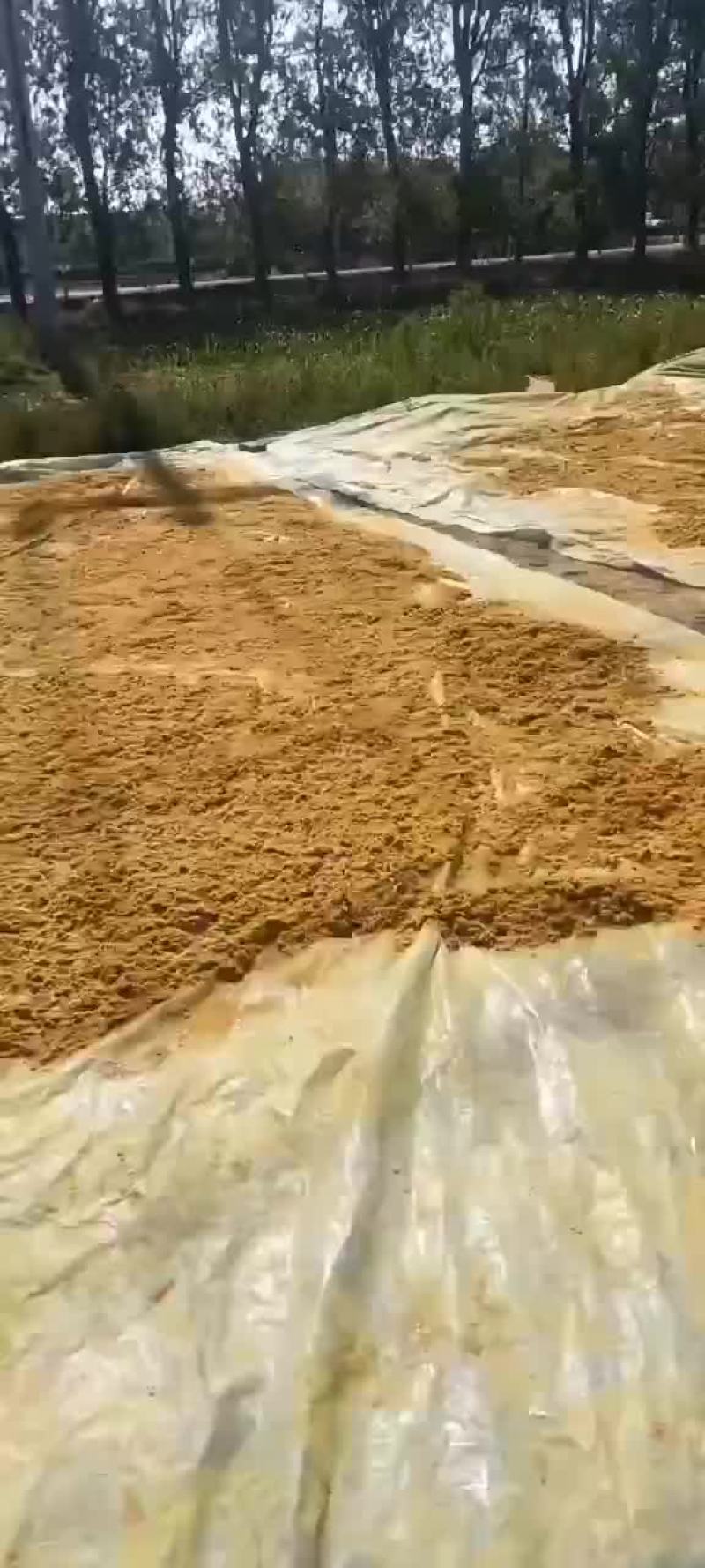 蒲黄，蒲黄粉，代收。