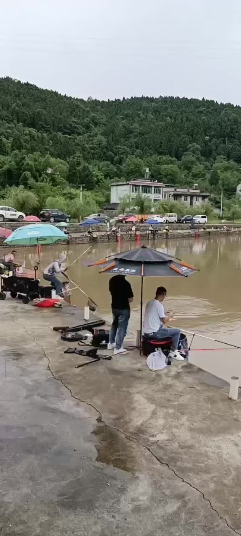 水产裸鲤