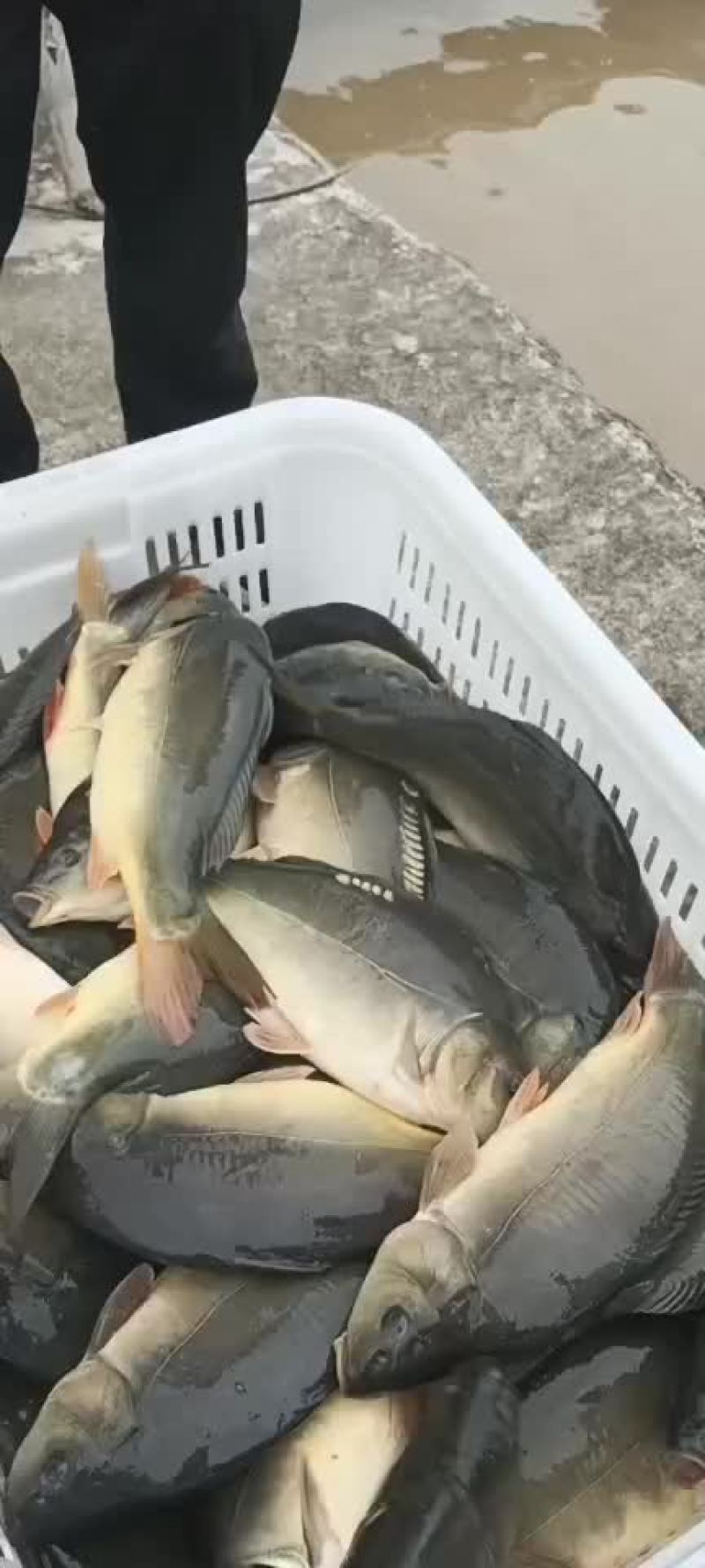 水产裸鲤