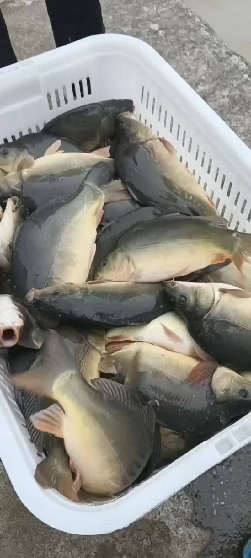 水产裸鲤