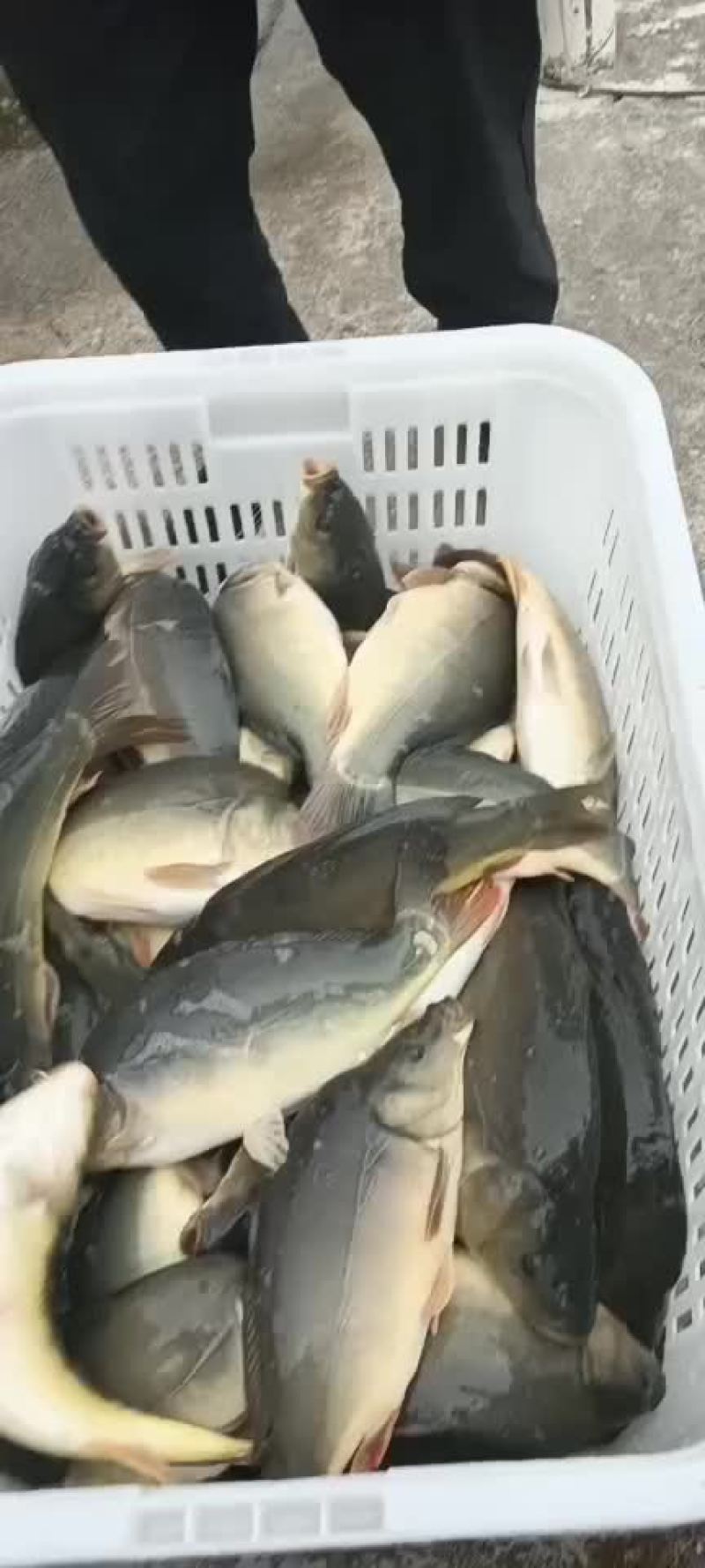 水产裸鲤