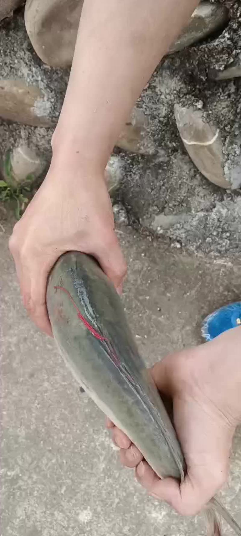 水产裸鲤