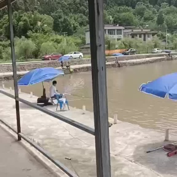 水产裸鲤