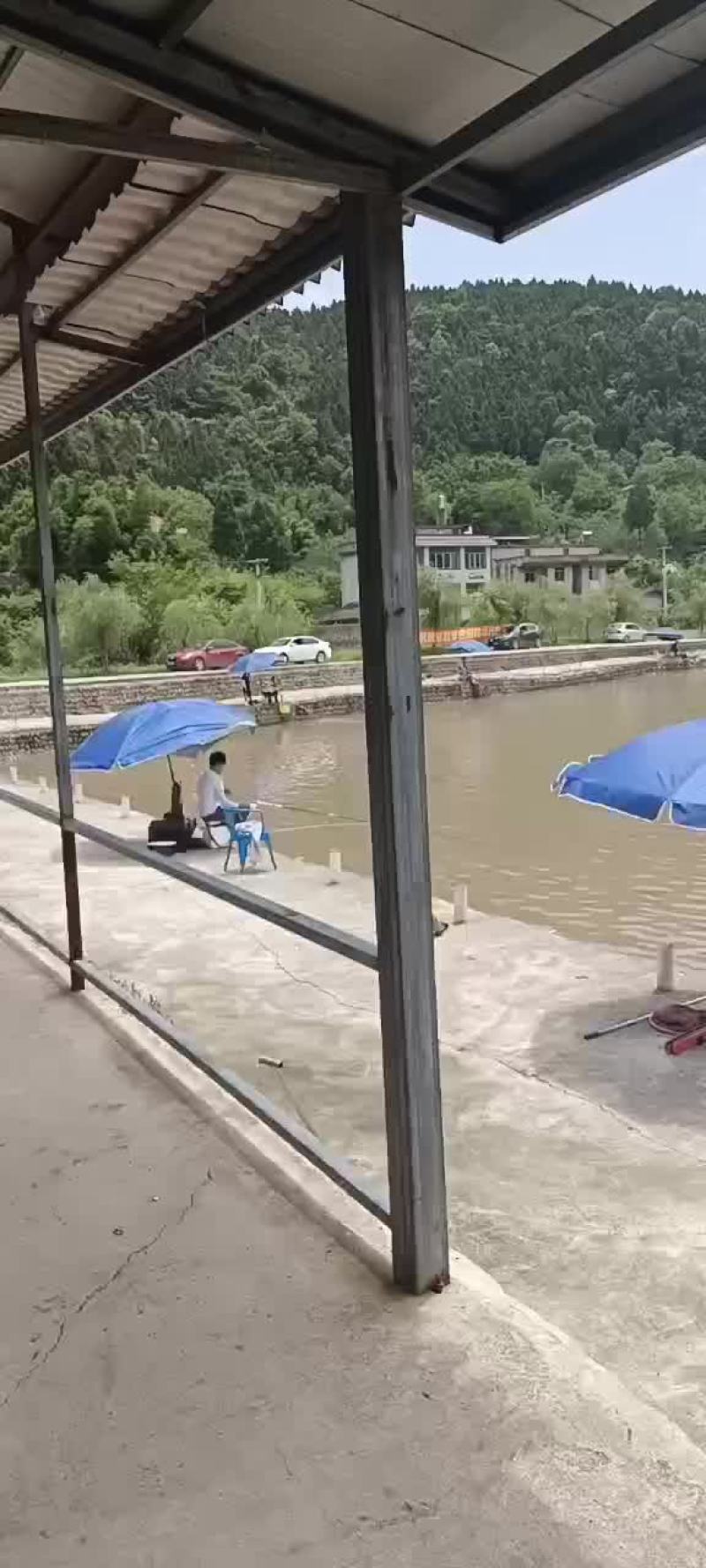 水产裸鲤
