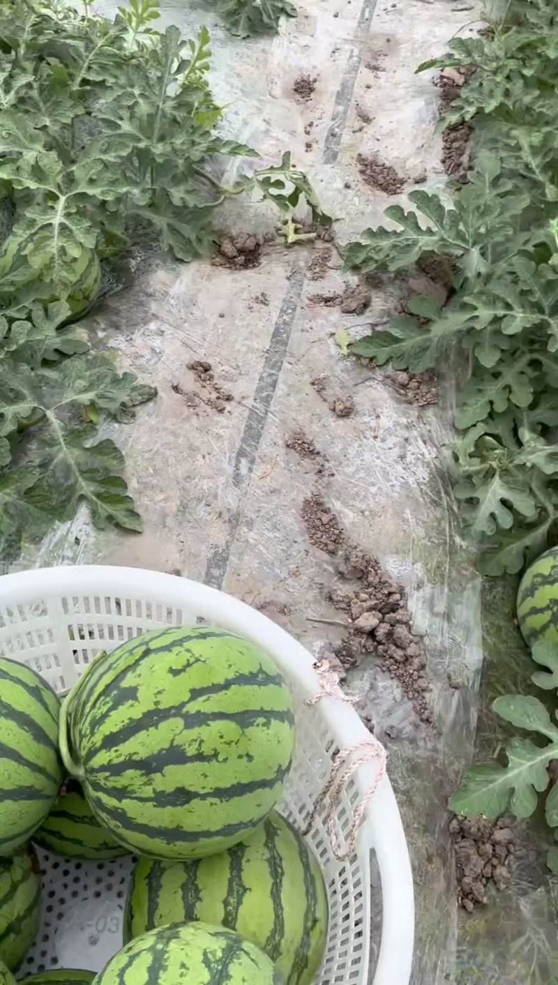 开园咯，瓜需要提前预定
